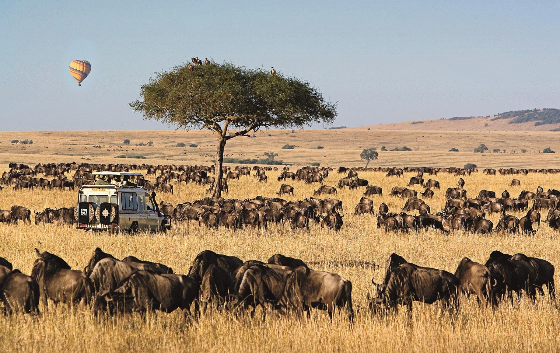 maasai-mara